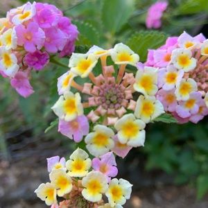 Meet your Posher, Mandy